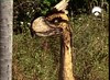 061 terror bird