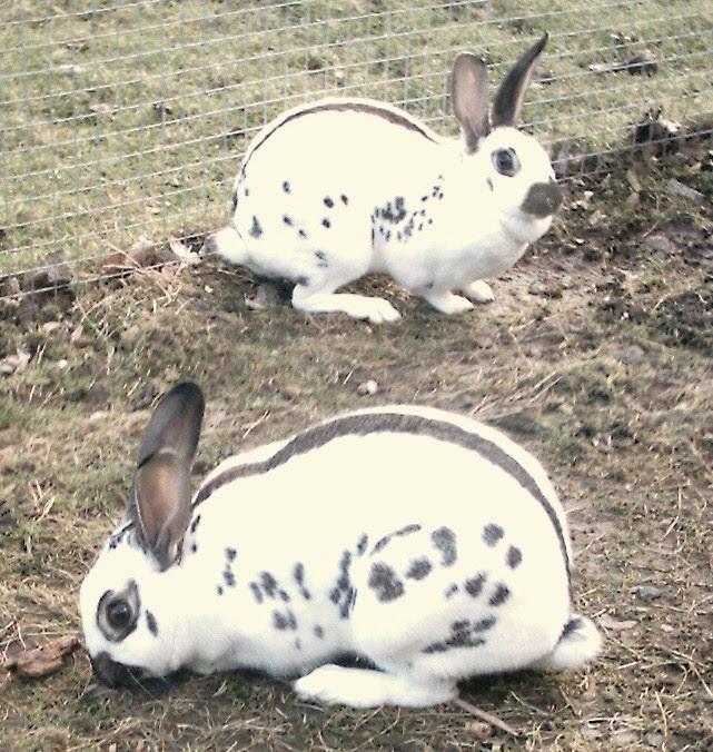 English Spot Rabbit Mix