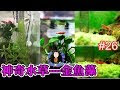 金魚 水草 初心者 177981