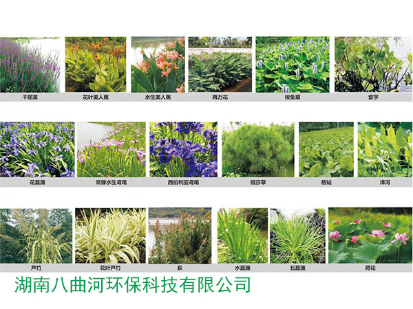 水环境治理的水生植物种类 水环境治理的水生植物种类 人工生态浮床技术 浮岛水上种植设备 生态装配式浮床 水上植物 浮床 水面浮床 湖南八曲河环保科技有限公司