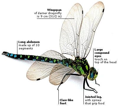 AGILE 
DRAGONFLY