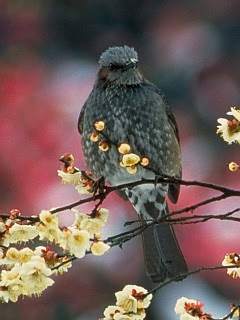 日本の野鳥 小雨の情景 ヒヨドリ の待ち受け画像 壁紙 動物 パラダイス