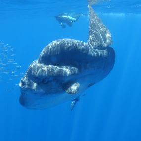 pictures of fishes in ocean. Ocean sun fish with diver