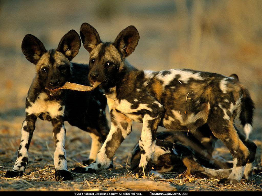 African wild animal pictures