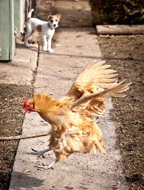 The Squadron of the Flying Chickens – Adventures in Urban ...