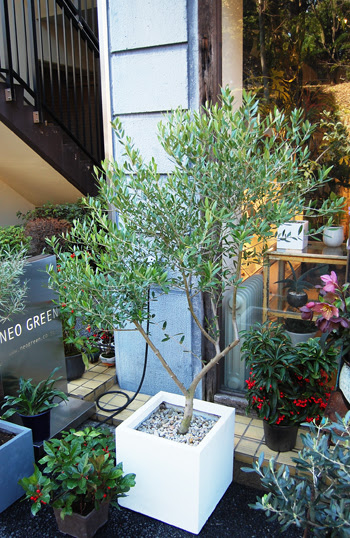 オリーブ ネバディロブランコ Collection コレクション Neo Green ネオグリーン