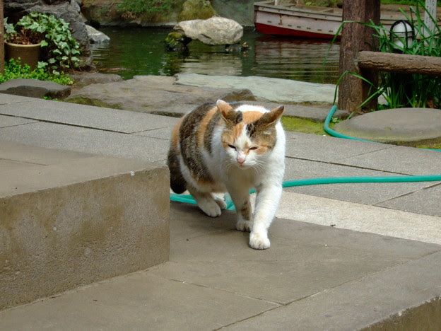 愛宕神社猫 写真共有サイト フォト蔵