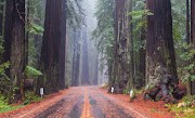 20+ New Top Most Beautiful Forest