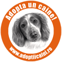 Caini - Anunturi adoptii caini