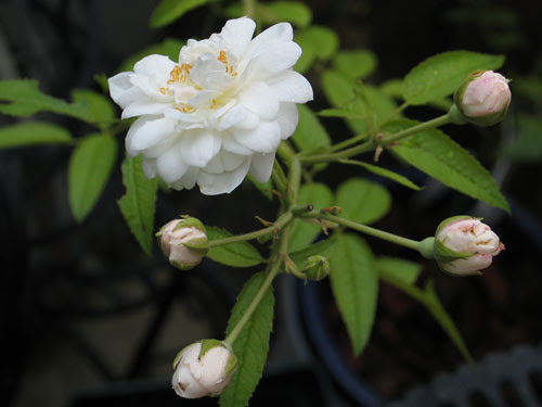 エメ ヴィベール バラの記憶 私の薔薇図鑑