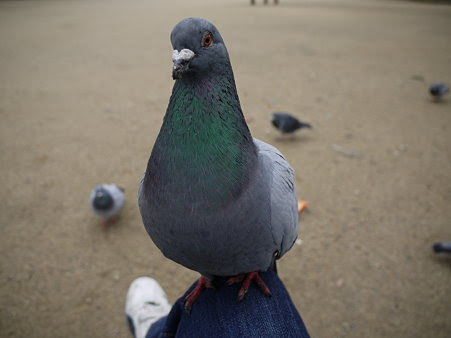 pigeon08