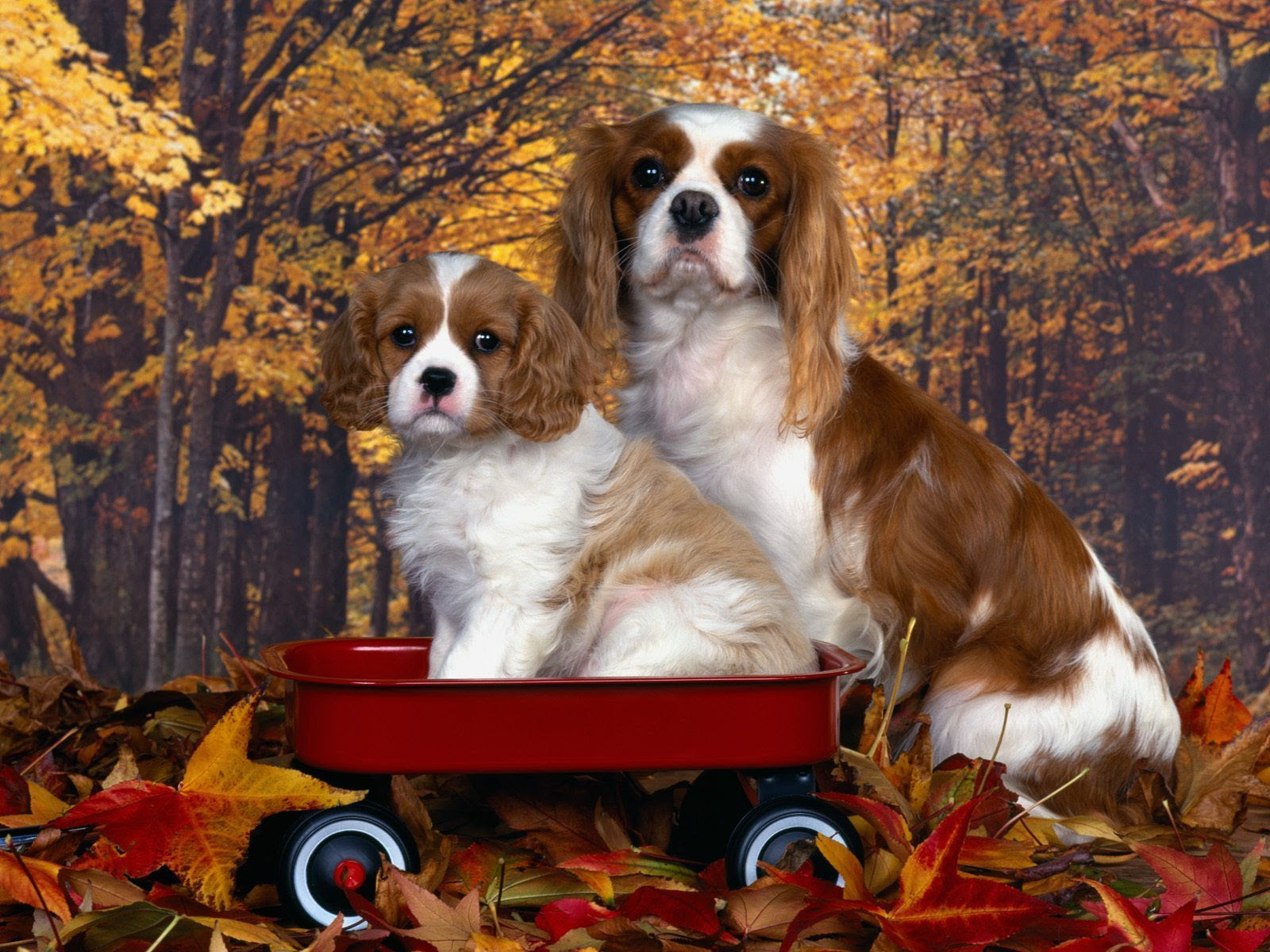 Cavalier King Charle