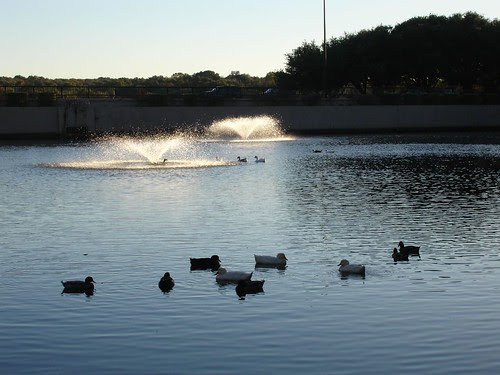 Arboretum Duck Pond
