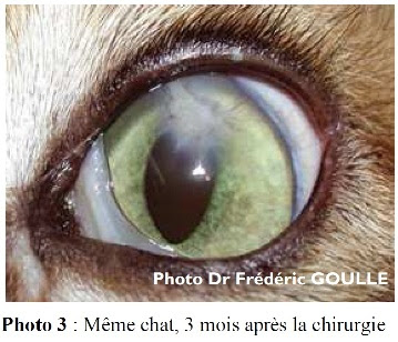 Greffe Corneenne De Biomateriaux Chez Le Chien Et Le Chat Aquivet Clinique Veterinaire