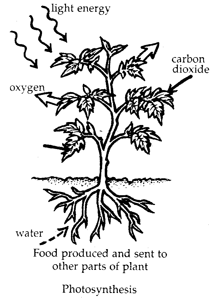 Photosynthetic process