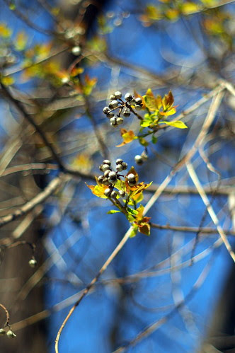 Pentax Super Takumar 105mm f/2.8 in M42 mount Test Shot