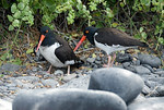 American Oystercatchers