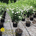 Hibiscus Syriacus White Pillar : Гиби́скус сири́йский — растение семейства мальвовые, вид рода гибискус, произрастающее в китае, корее и странах западной азии.