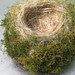 mossy nest
