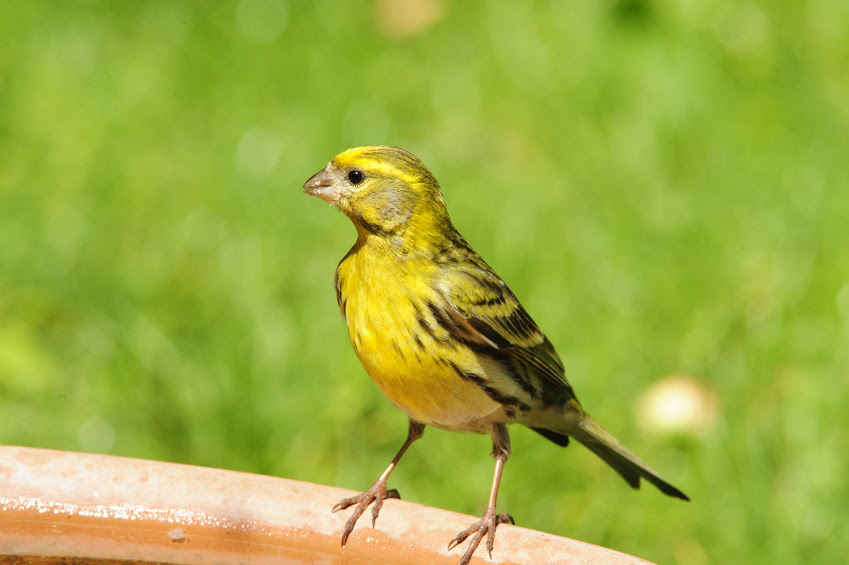 Faune Dans Le Luberon Liste Des Espèces Animales