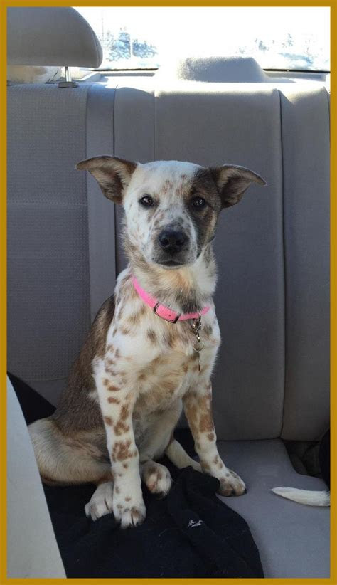 There is a long list of why dogs are such a wonderful companion to have, some of the reasons include their loyal nature, their loving disposition, and protective instincts. Full Grown Chihuahua Blue Heeler Mix