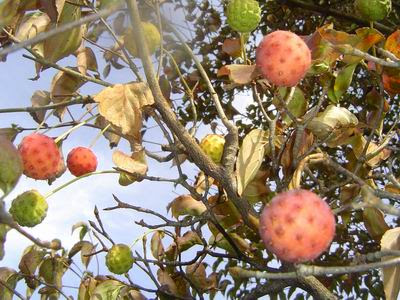 木の実やまぼうし ヤマボウシ 山菜きのこ直売所 ちいくろ