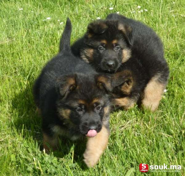 Chiot Berger Allemand 2 Mois Et 7 Jour Casablanca Souk Ma سوق المغرب