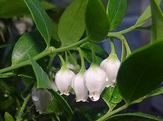 趣味の花図鑑 ムニンシャシャンボ