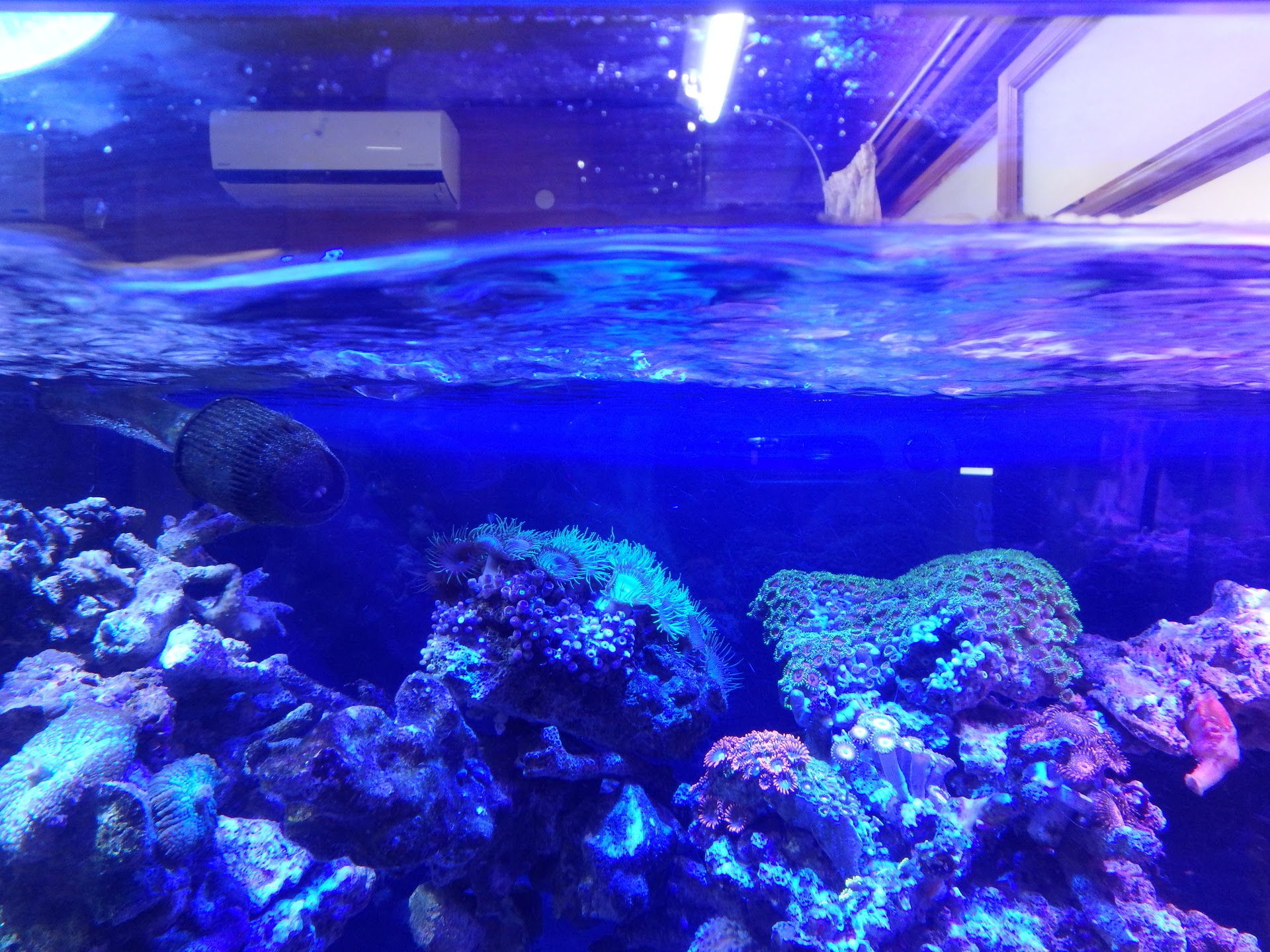 ヤフオクで注目の水流ポンプを購入してみた 疑問だらけのマリンアクアリウム