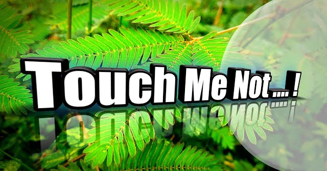 touch me not - sensitive plant leaves in action video, ಮುಟ್ಟಿದರೆ ಮುನಿ ಸಸ್ಯ