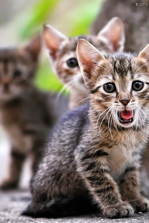 Gambar Kucing Comel Cute