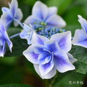 アジサイ コンペイトウ 紫陽花 こんぺいとう Hydrangea Konpeitou 300品種のあじさいを図鑑形式で紹介する花の手帖のデジタル写真集 紫陽花図鑑