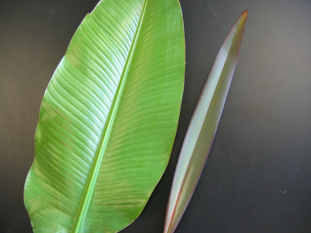 Type of venation? Monocot or dicot? Flickr Photo Sharing!