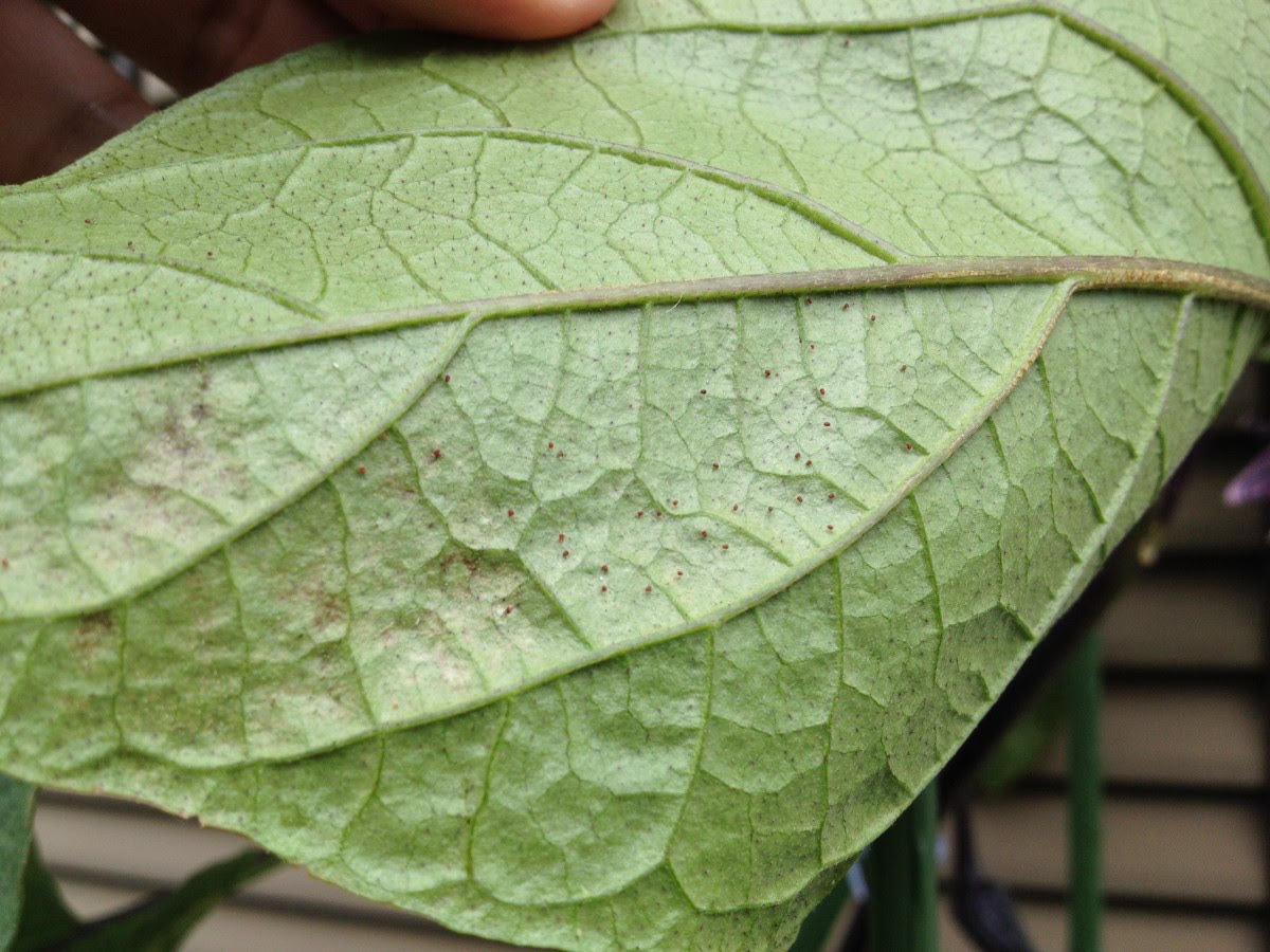 最も人気のある ナス 害虫 ハダニ 常に最新のイメージベスト