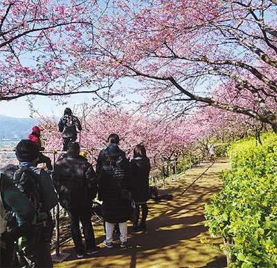 松田町桜まつり 一夜で見ごろに こんな咲きかた初めて 足柄 タウンニュース