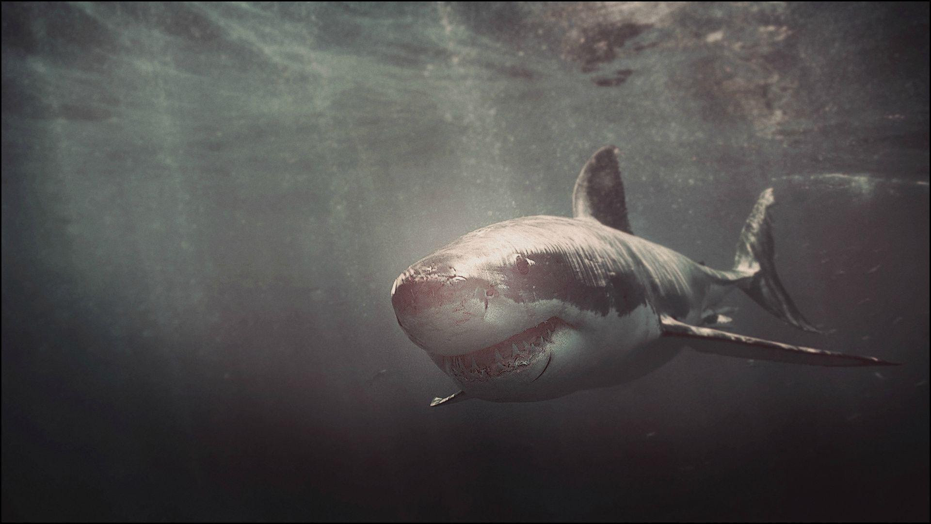 Great White Shark  Wallpapers  HD Wallpaper  Cave