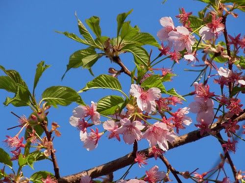 4月4日、河津桜 (2)