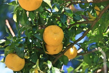 本ユズ 鉢植えの育て方