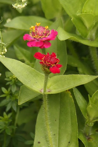 Little zinnia (1)
