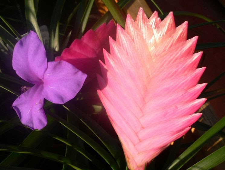 Bromelia - piante appartamento - Come coltivare la bromelia