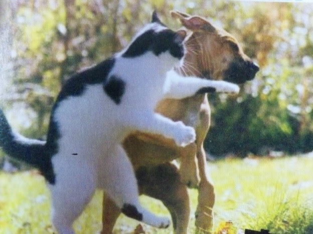 犬猫写真で一言大喜利 Photo Sharing Photozou