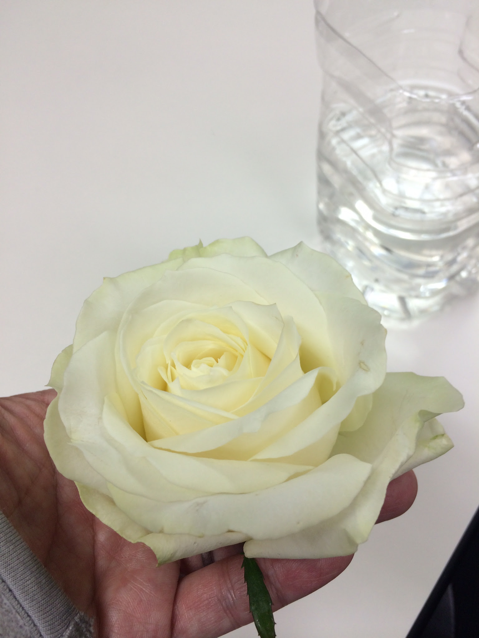 プリザーブドフラワーの作り方教えます 花大学 ホワイトプリザローズをマジメに作ってみました