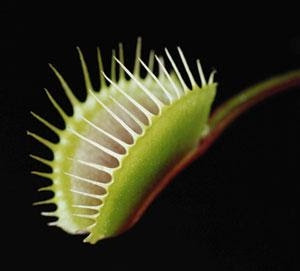 虫を捕まえる食虫植物ロボットが開発される コモンポストムービー