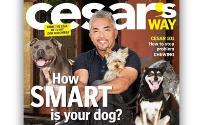 Cesar Millan Dog Training Dvds Books Dog Supplies Articles ...