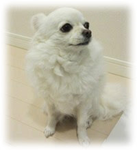 犬の足腰の病気 びっこや引きずりの症状と原因