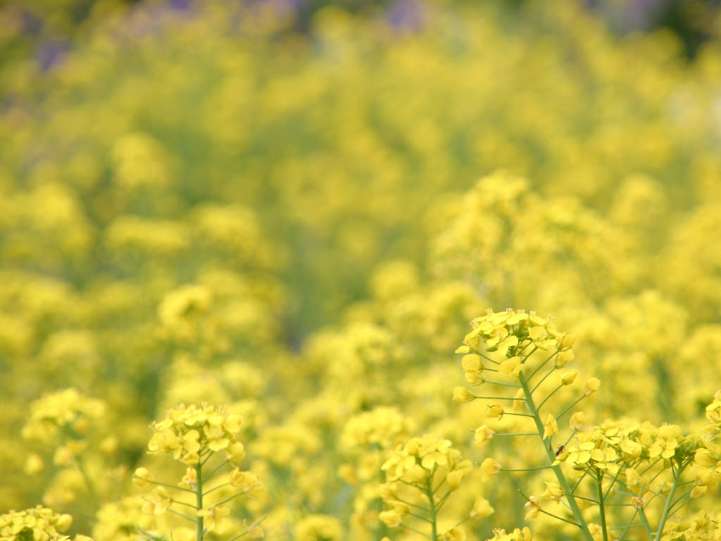 菜の花畑 写真素材無料壁紙