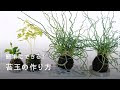 [ベスト] アクア テラリウム 植物 植え 方 307953