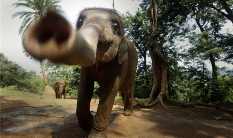 Contek Kopi Luwak, Thailand Bikin Kopi Gajah