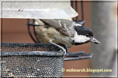 Coal Tit