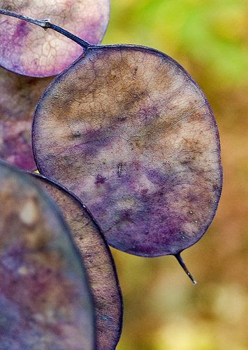 Honesty seed pods (Lunaria Annua)